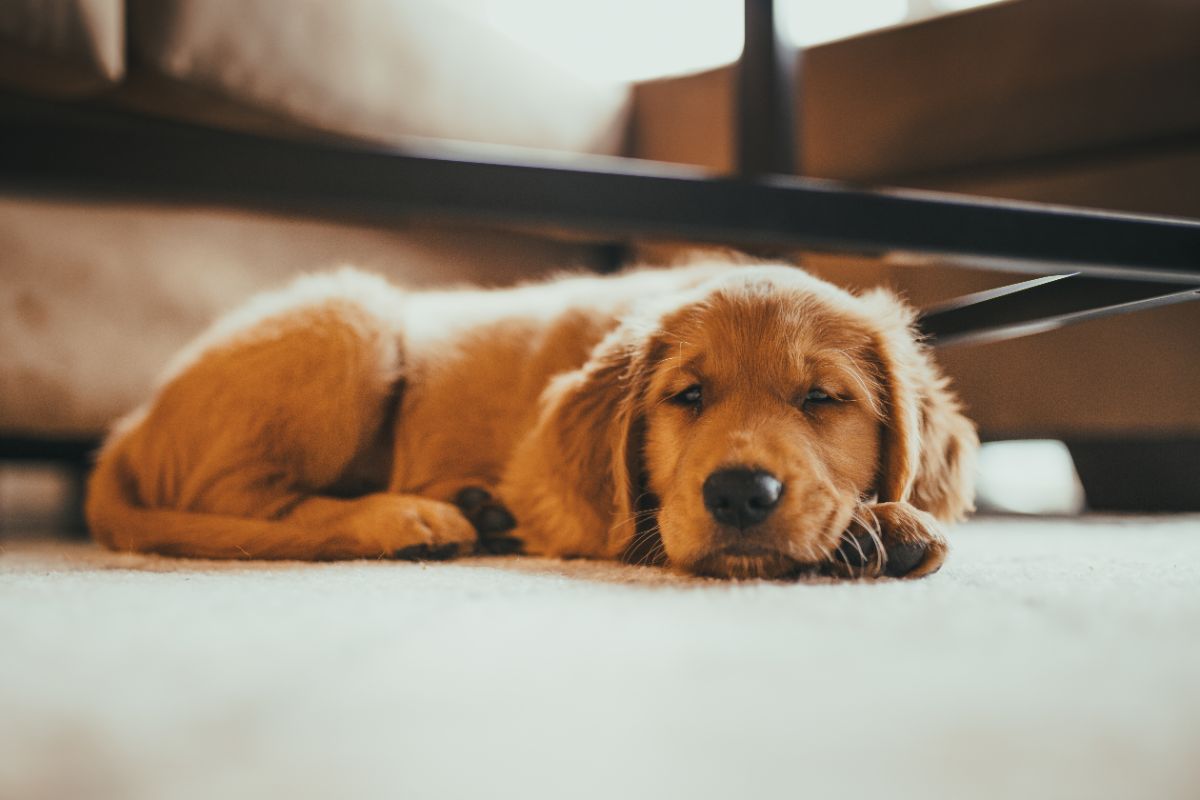 Basta odore di cane in casa! I 4 trucchi che usano gli esperti per un ambiente sempre profumato cane in casa