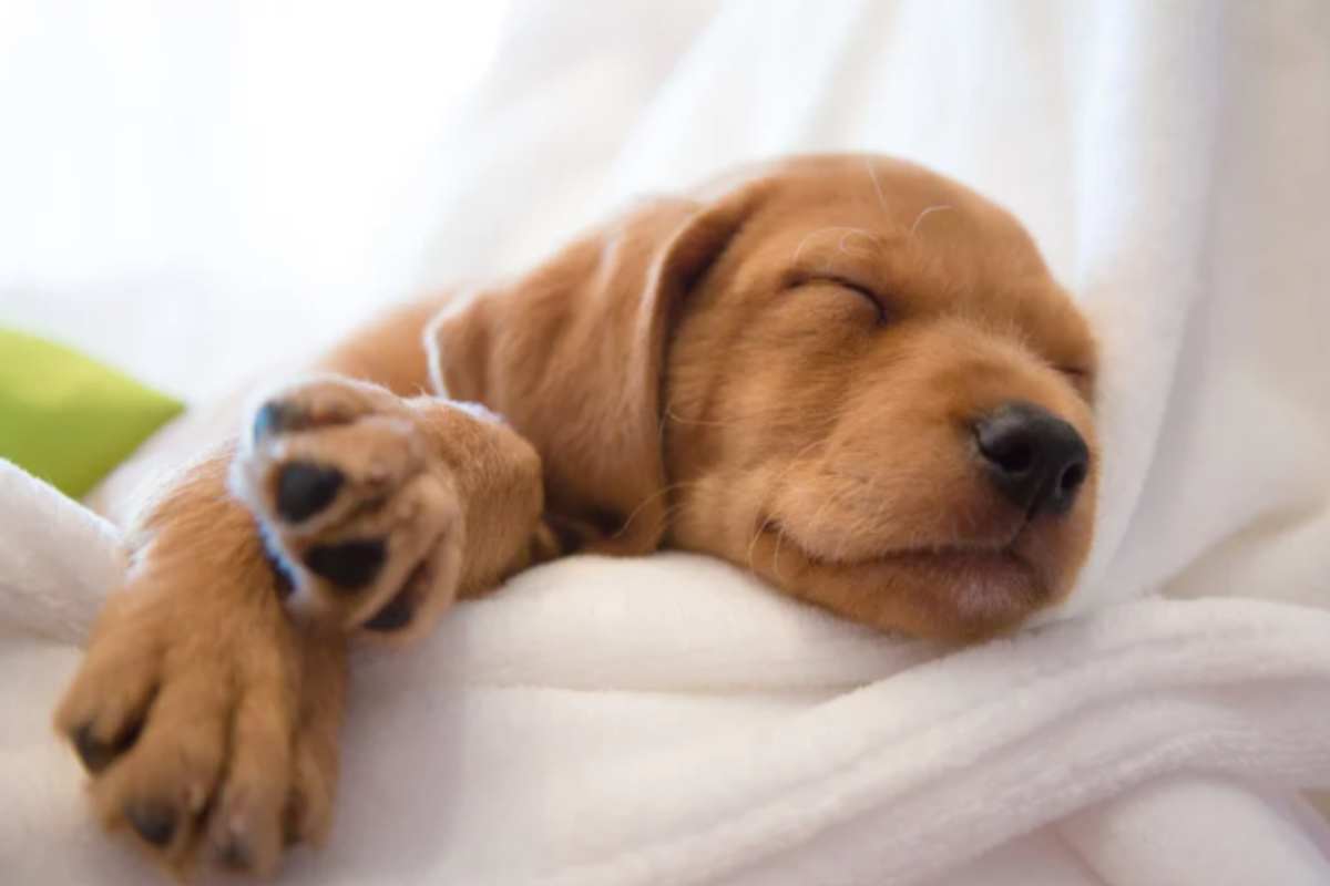 Cuscino, coperta o cuccia: la verità su come i cani e i gatti dovrebbero dormire in autunno per stare bene can dorme