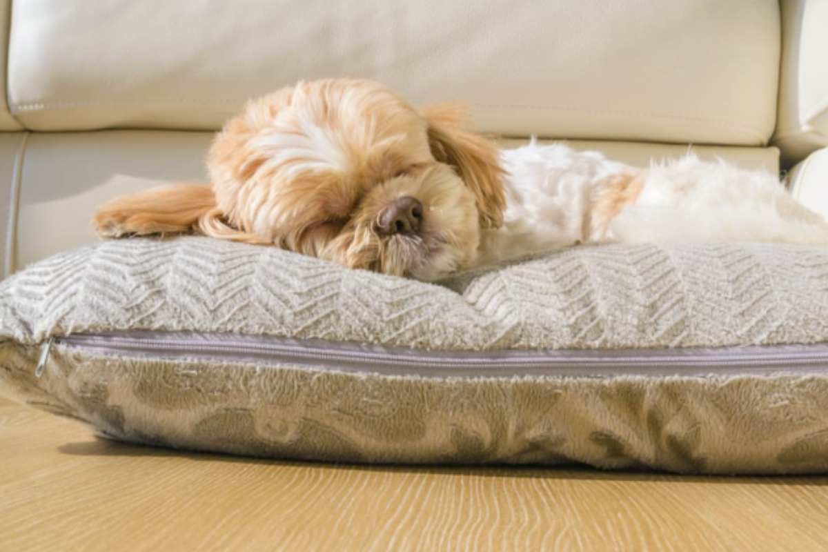 Cuscino, coperta o cuccia: la verità su come i cani e i gatti dovrebbero dormire in autunno per stare bene cane dorrme sul cuscino