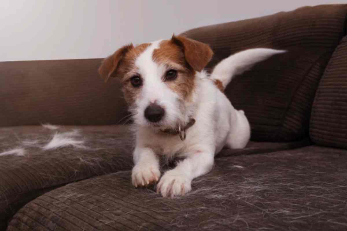 Peli Ovunque! Ho bloccato la muta del cane e del gatto con il trucco del veterinario che uso ogni giorno cane peli sul divano