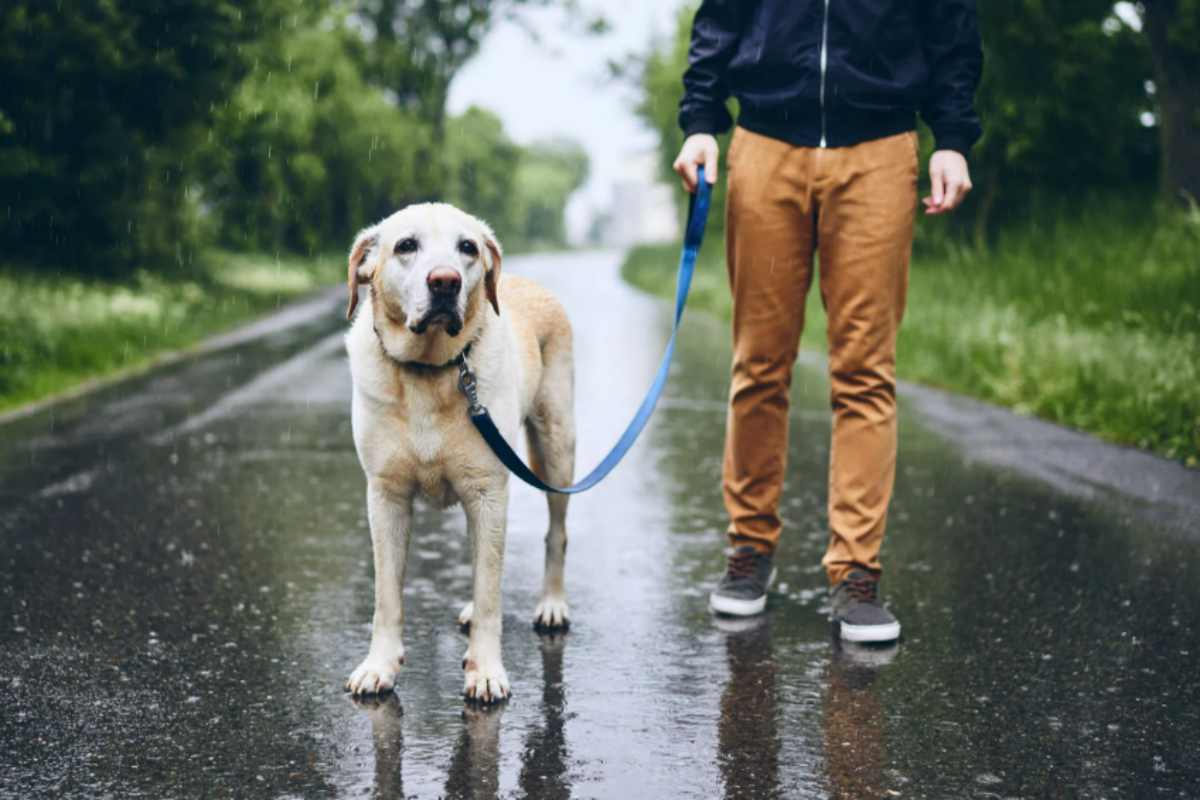 Puzza di cane bagnato? L’errore che facciamo in casa: il segreto dei toelettatori per eliminarla in un minuto cane pioggia