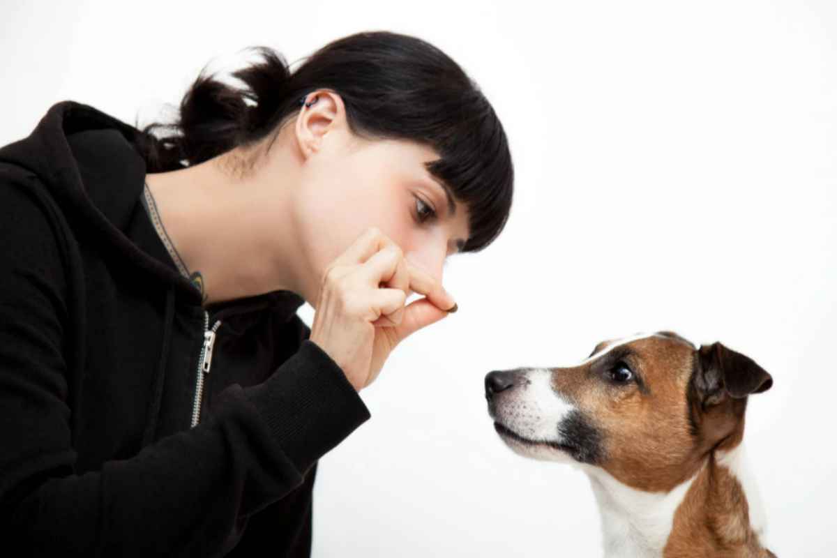 Il tuo cane abbaia troppo in casa? Ecco il trucco del 'rinforzo positivo' che funziona davvero cane ricompensa