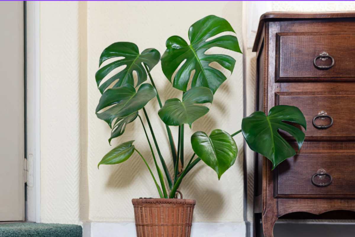 Il segreto per far 'esplodere' la tua Monstera: basta questo unico gesto per avere foglie giganti e piene di buchi casa Monstera