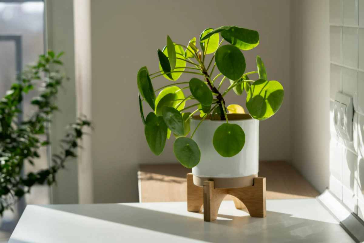 La pianta che porta abbondanza in casa: piantala a settembre per un giardino rigoglioso Pilea Peperomioides