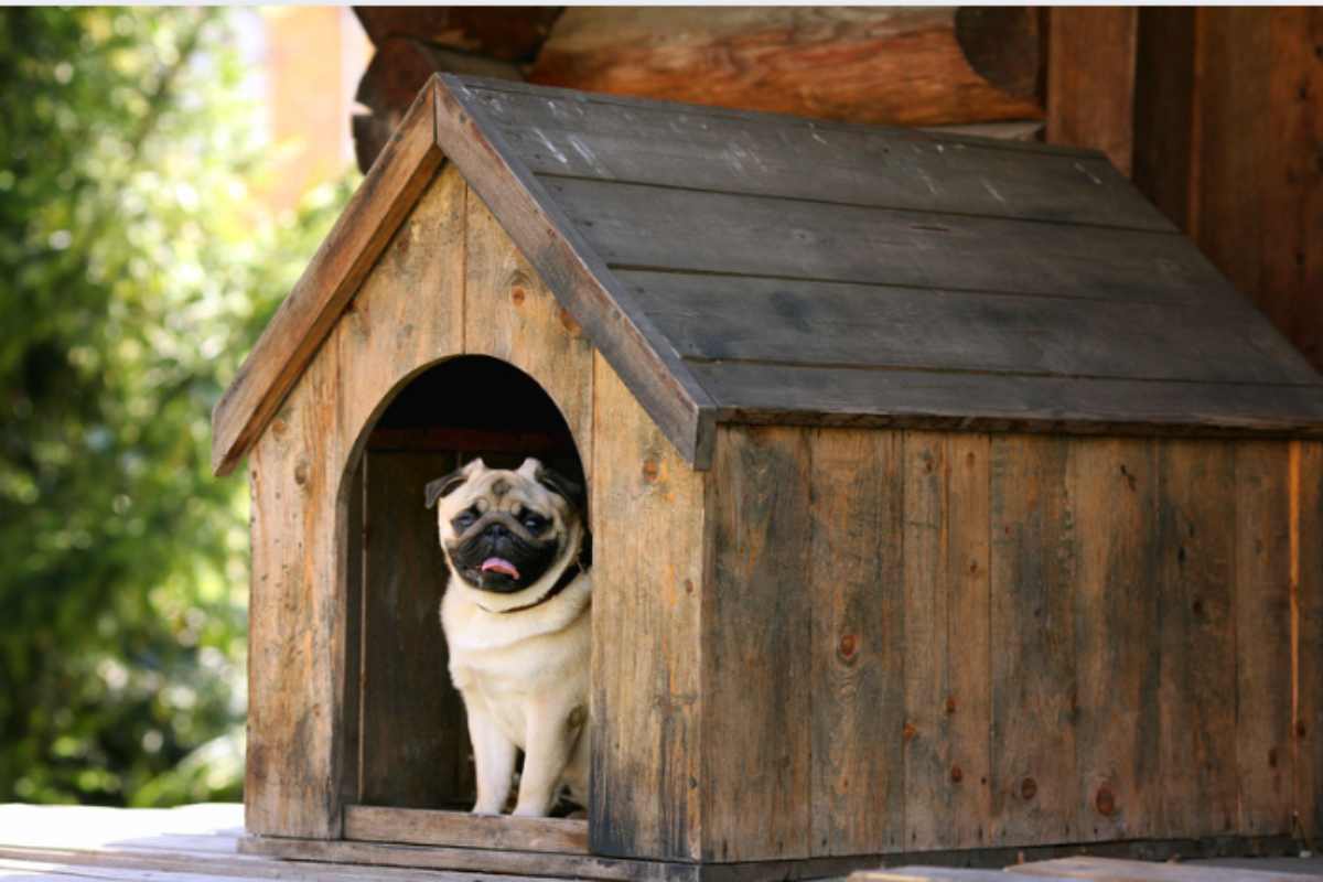 Cuscino, coperta o cuccia: la verità su come i cani e i gatti dovrebbero dormire in autunno per stare bene cuccia cane