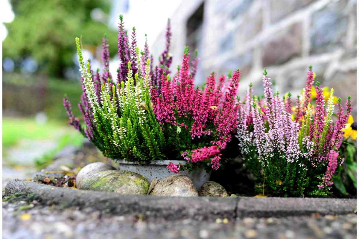 Erica: la pianta d'autunno che rende magico il tuo balcone (e non è difficile da curare) erica giaridino