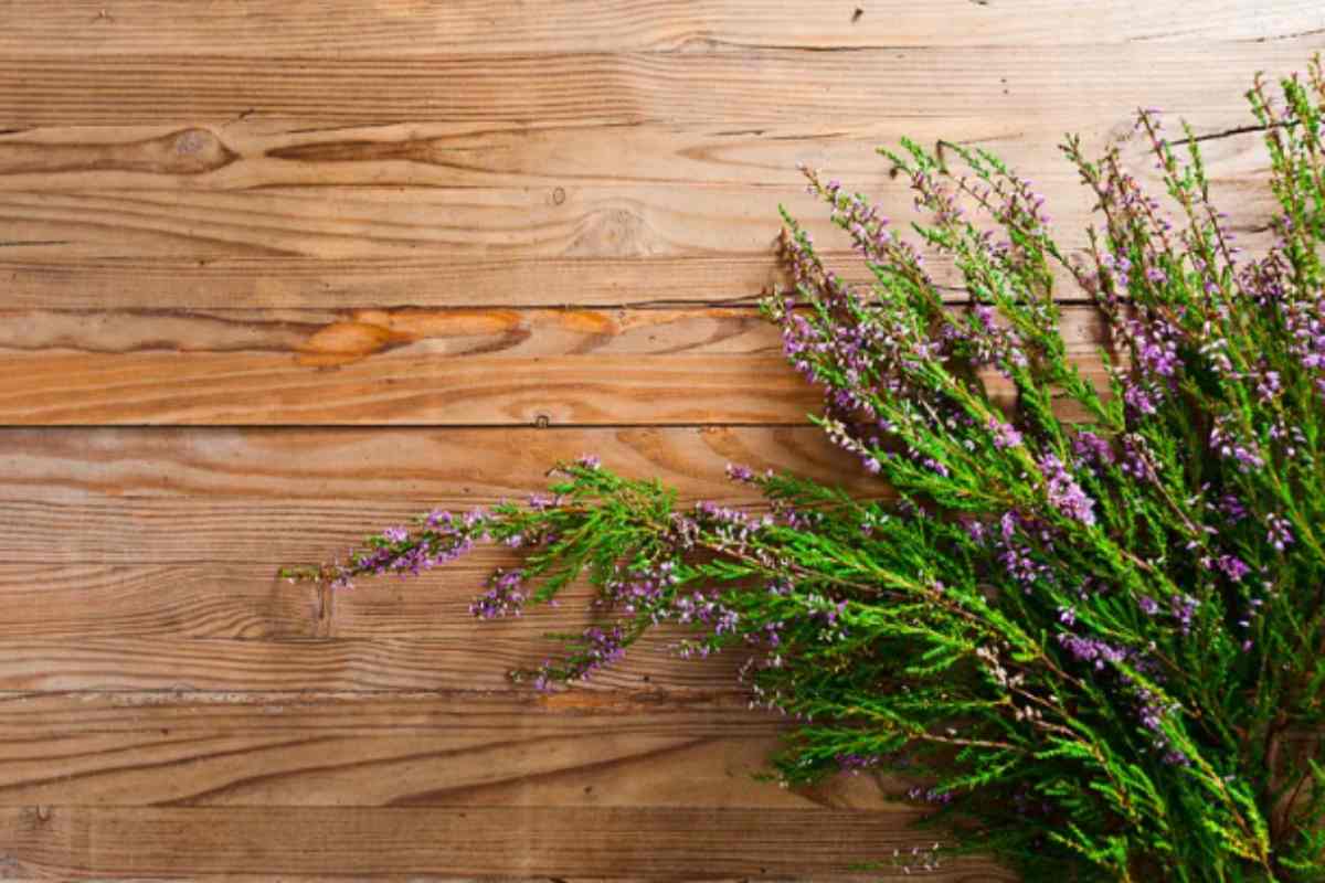Erica: la pianta d'autunno che rende magico il tuo balcone (e non è difficile da curare) erica