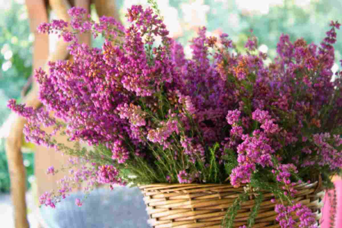 Erica: la pianta d'autunno che rende magico il tuo balcone (e non è difficile da curare) erika balcone