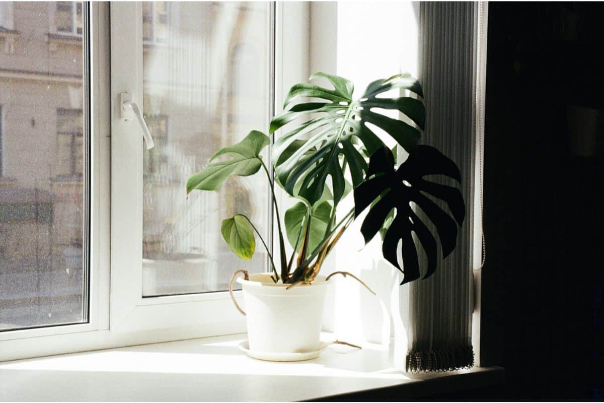 Il segreto per far 'esplodere' la tua Monstera: basta questo unico gesto per avere foglie giganti e piene di buchi Monstera finestra