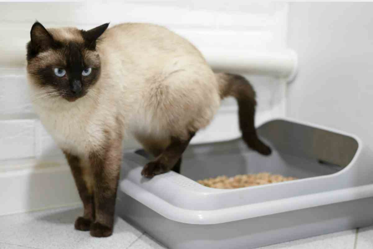 Addio alla puzza di lettiera: il trucco definitivo che i veterinari usano per risolvere il problema in un minuto gatto lettiera