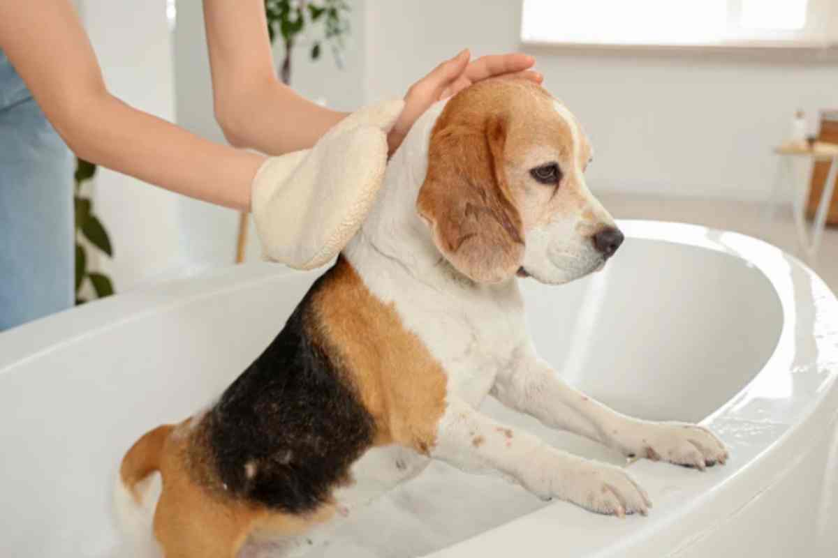Peli Ovunque! Ho bloccato la muta del cane e del gatto con il trucco del veterinario che uso ogni giorno guanto per peli cane