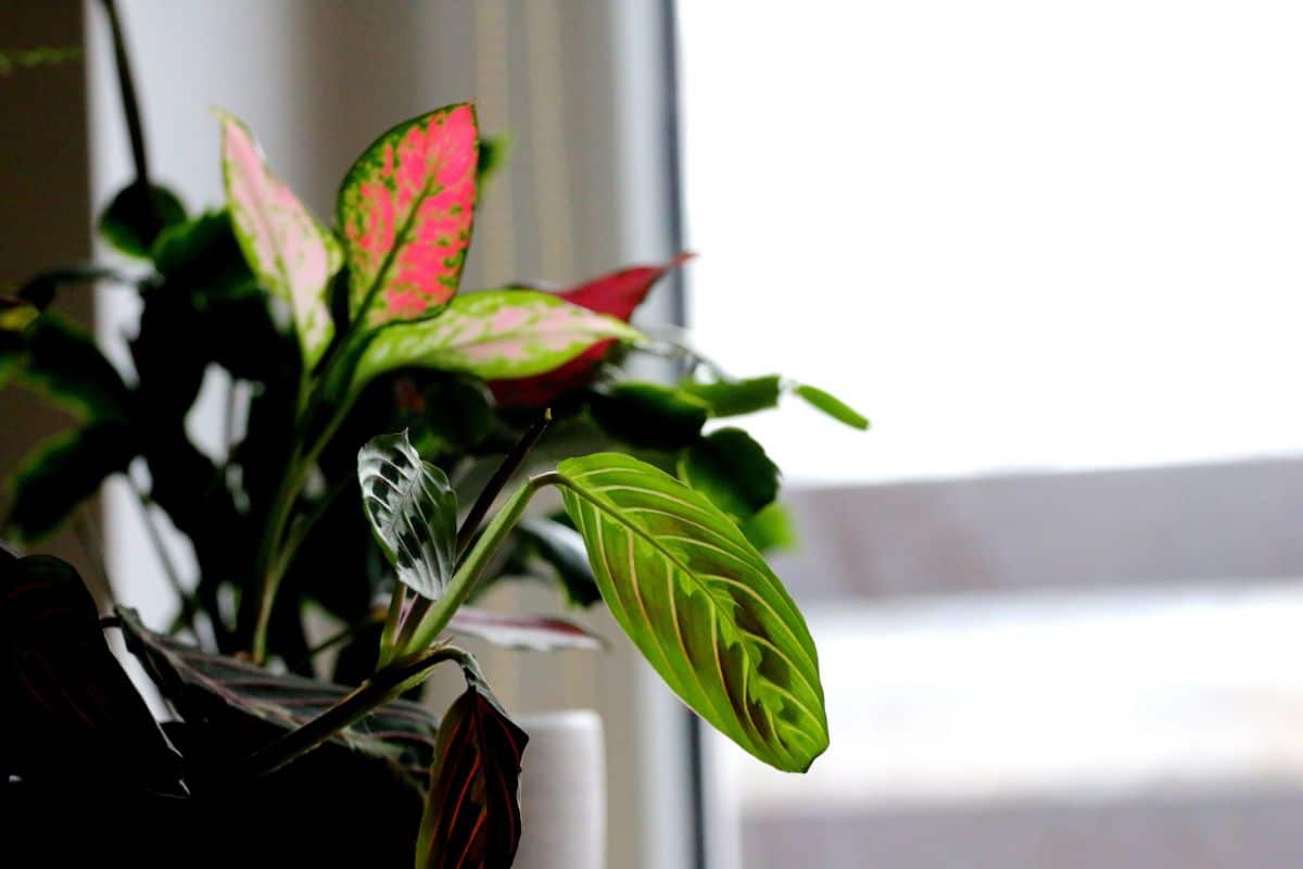 7 piante ideali per decorare i corridoi bui: hanno bisogno di poca luce e sono molto belle Maranta