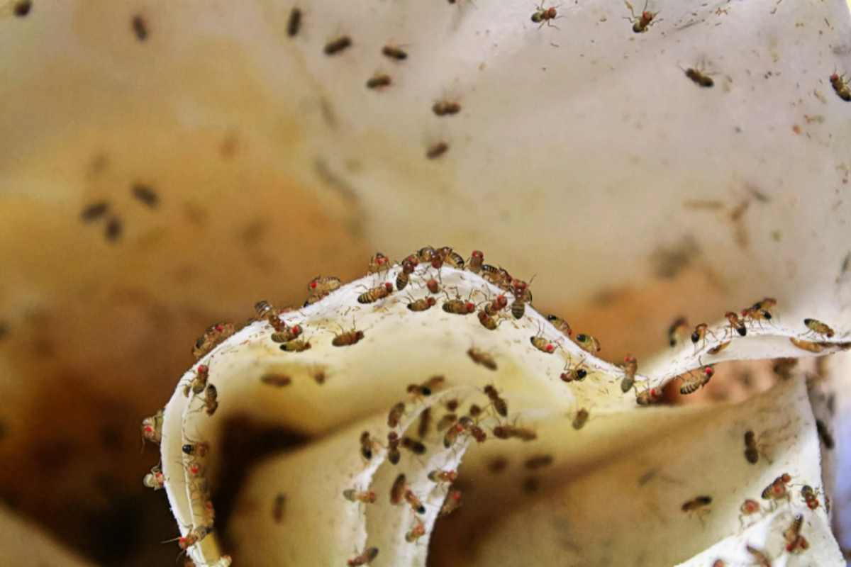 Anche voi avete molti moscerini della frutta in casa? Ecco come scacciarli definitivamente moscerini della frutta in casa