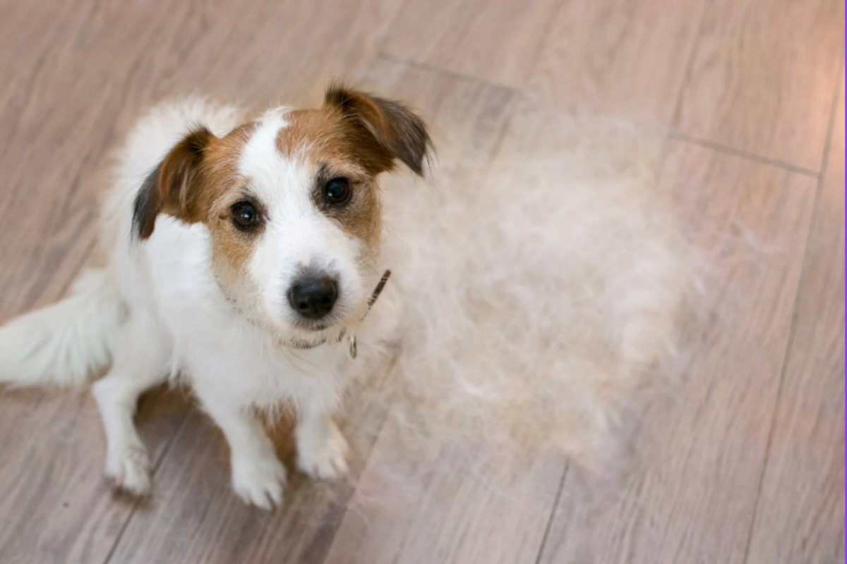 Peli Ovunque! Ho bloccato la muta del cane e del gatto con il trucco del veterinario che uso ogni giorno muta del cane