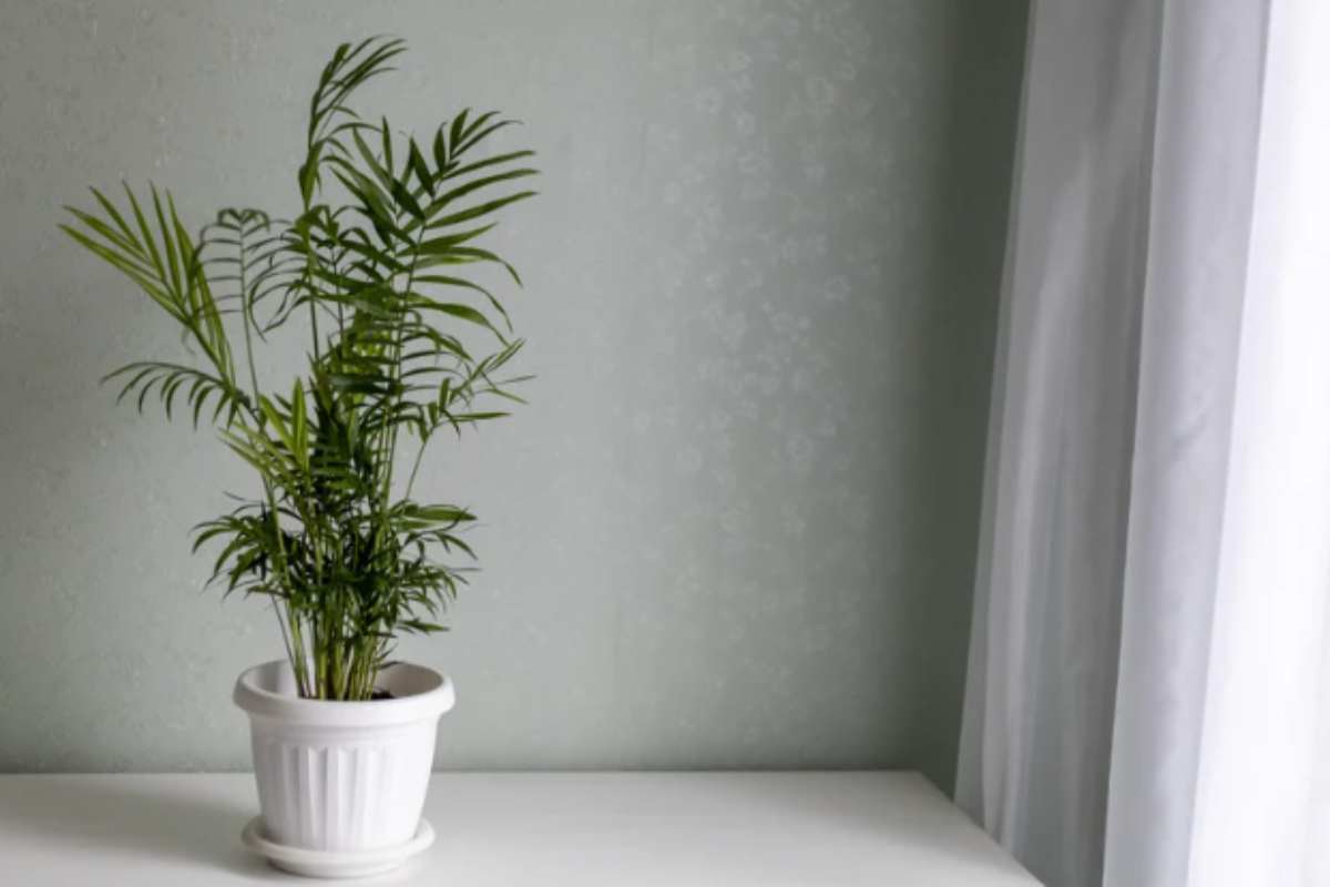7 piante ideali per decorare i corridoi bui: hanno bisogno di poca luce e sono molto belle Pa della Fortuna