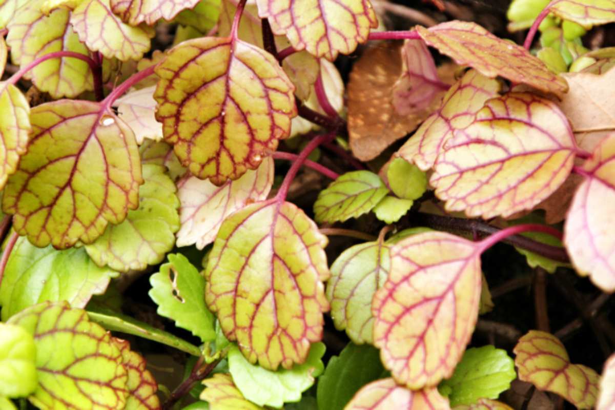 La pianta che porta abbondanza in casa: piantala a settembre per un giardino rigoglioso pianta dell'abbondanza