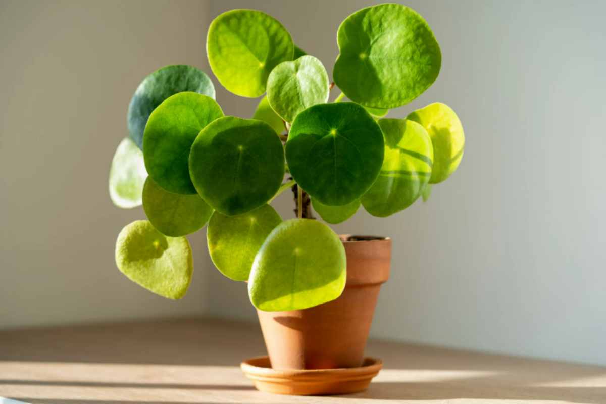 La pianta che porta abbondanza in casa: piantala a settembre per un giardino rigoglioso Pilea Peperomioides