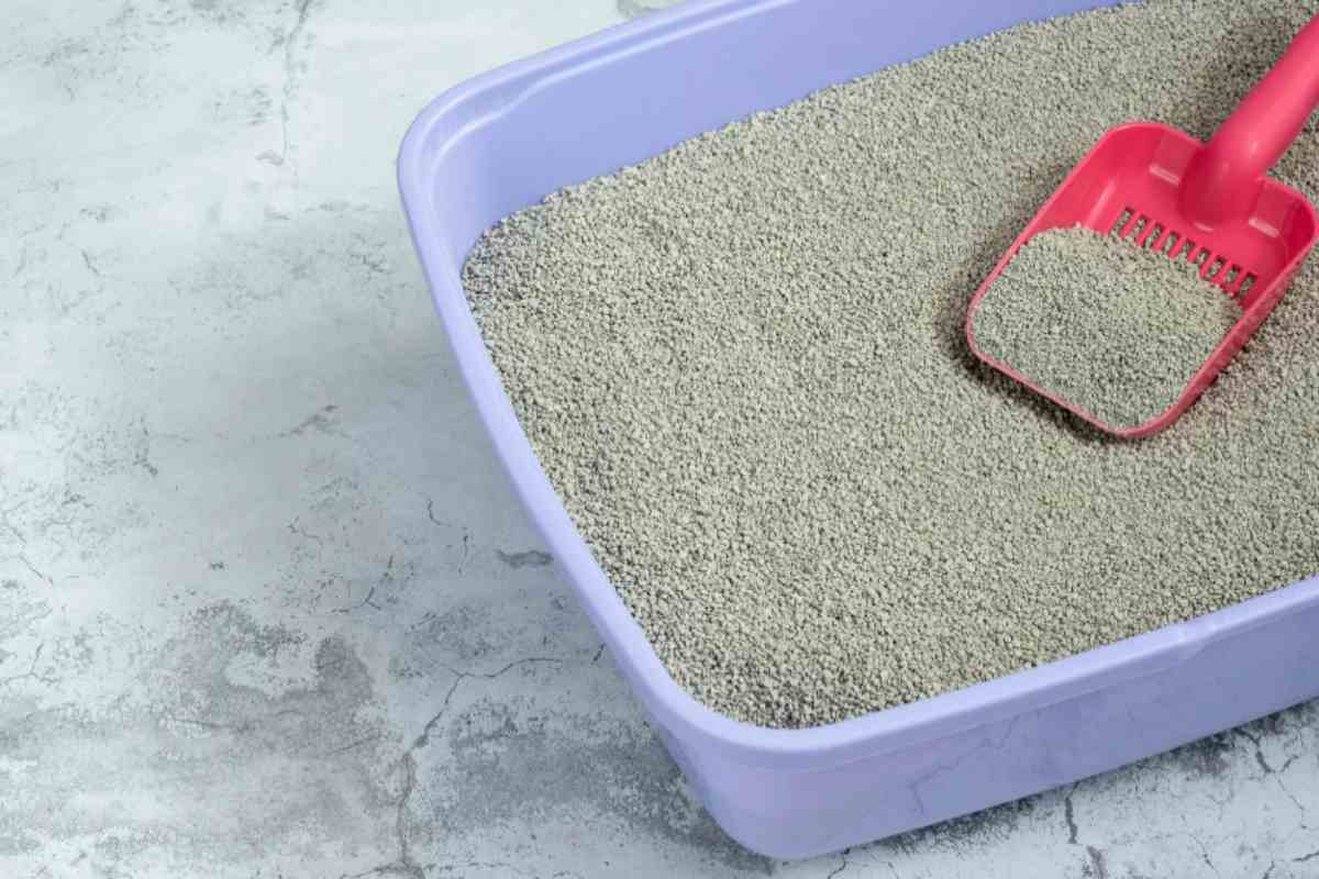 Addio alla puzza di lettiera: il trucco definitivo che i veterinari usano per risolvere il problema in un minuto sabbia lettiera gatto