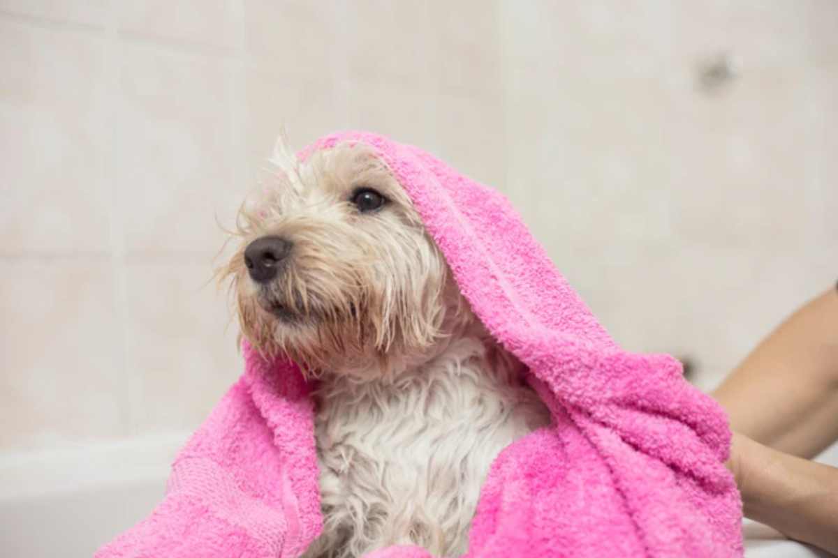 Non usare il solito asciugamano sul cane: il trucco che azzera l'odore di bagnato in casa asciugamano cane