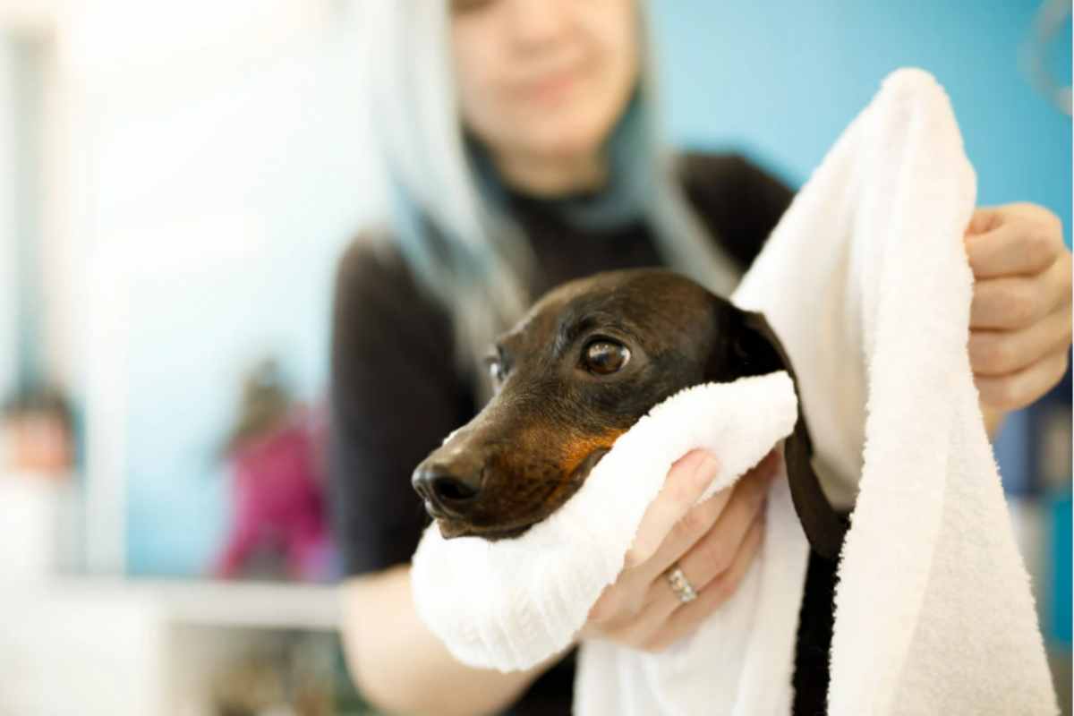 Non usare il solito asciugamano sul cane: il trucco che azzera l'odore di bagnato in casa asciugare cane