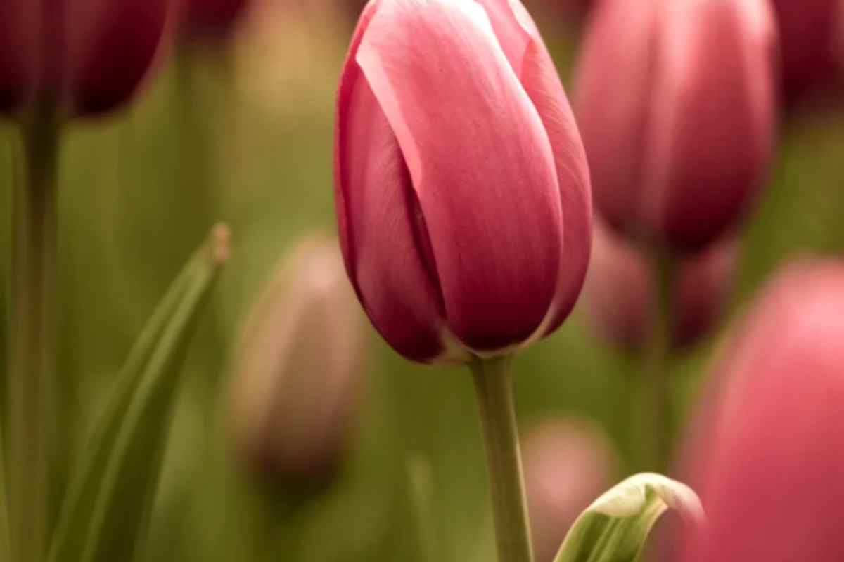 Il segreto per un giardino spettacolare, ecco i 5 bulbi da piantare questo mese per una fioritura incredibile tulipani