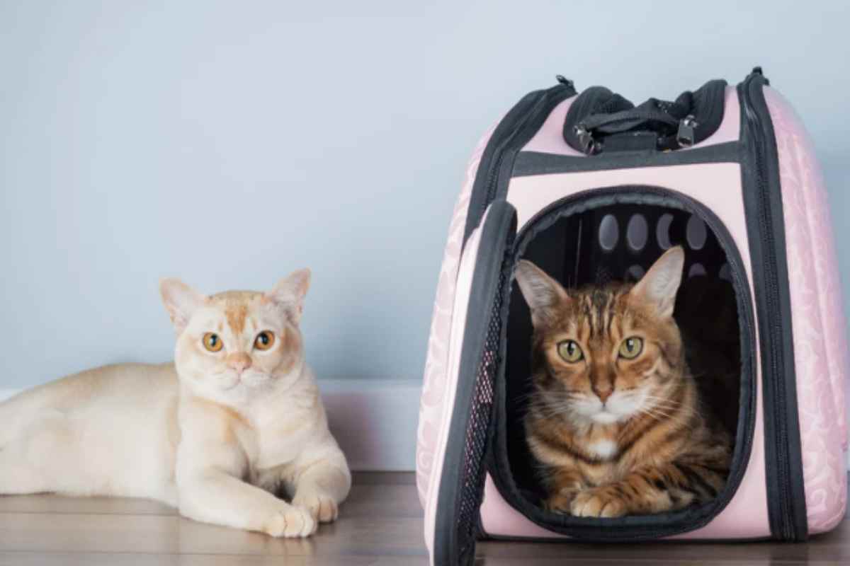 Il tuo gatto odia il trasportino? I 3 trucchi infallibili degli etologi per farlo entrare senza stress casa trasportino gatto