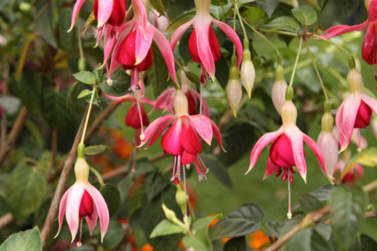 Cosa potare adesso a ottobre per un vaso di fiori che fiorirà senza sosta in primavera Fuchsia