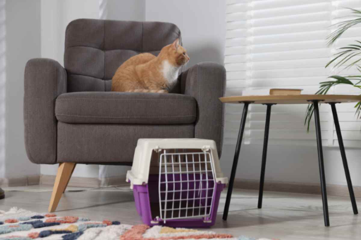 Il tuo gatto odia il trasportino? I 3 trucchi infallibili degli etologi per farlo entrare senza stress gatto trasportino in casa