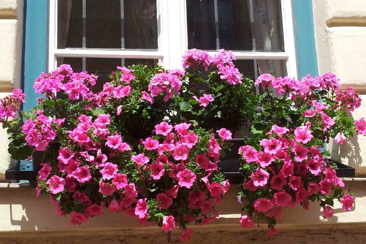 Cosa potare adesso a ottobre per un vaso di fiori che fiorirà senza sosta in primavera gerani