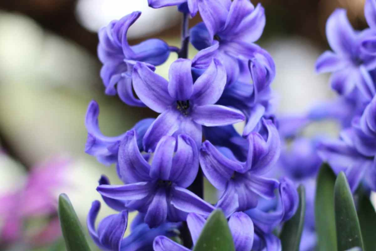 Il segreto per un giardino spettacolare, ecco i 5 bulbi da piantare questo mese per una fioritura incredibile Giacinti