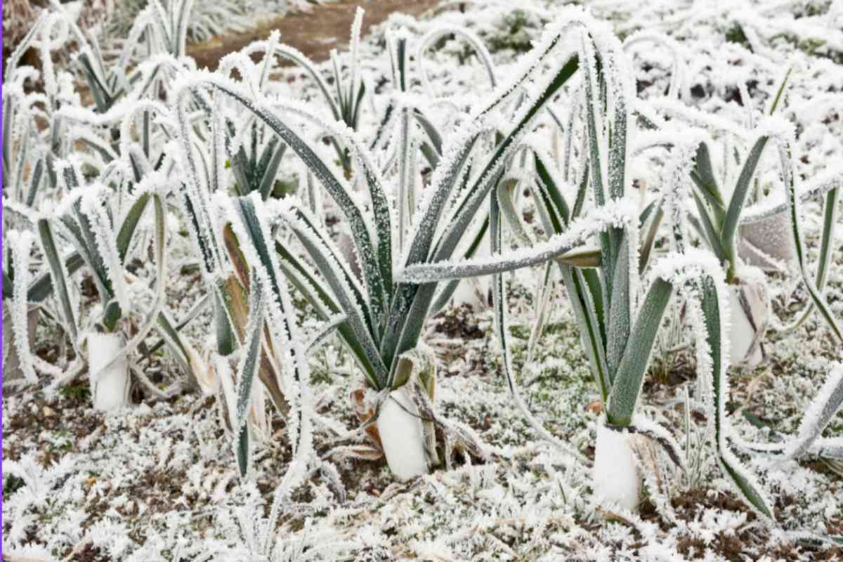 I 5 attrezzi segreti che devi usare adesso per proteggere il giardino dal gelo e dalle piogge di novembre. giardino gelo inverno