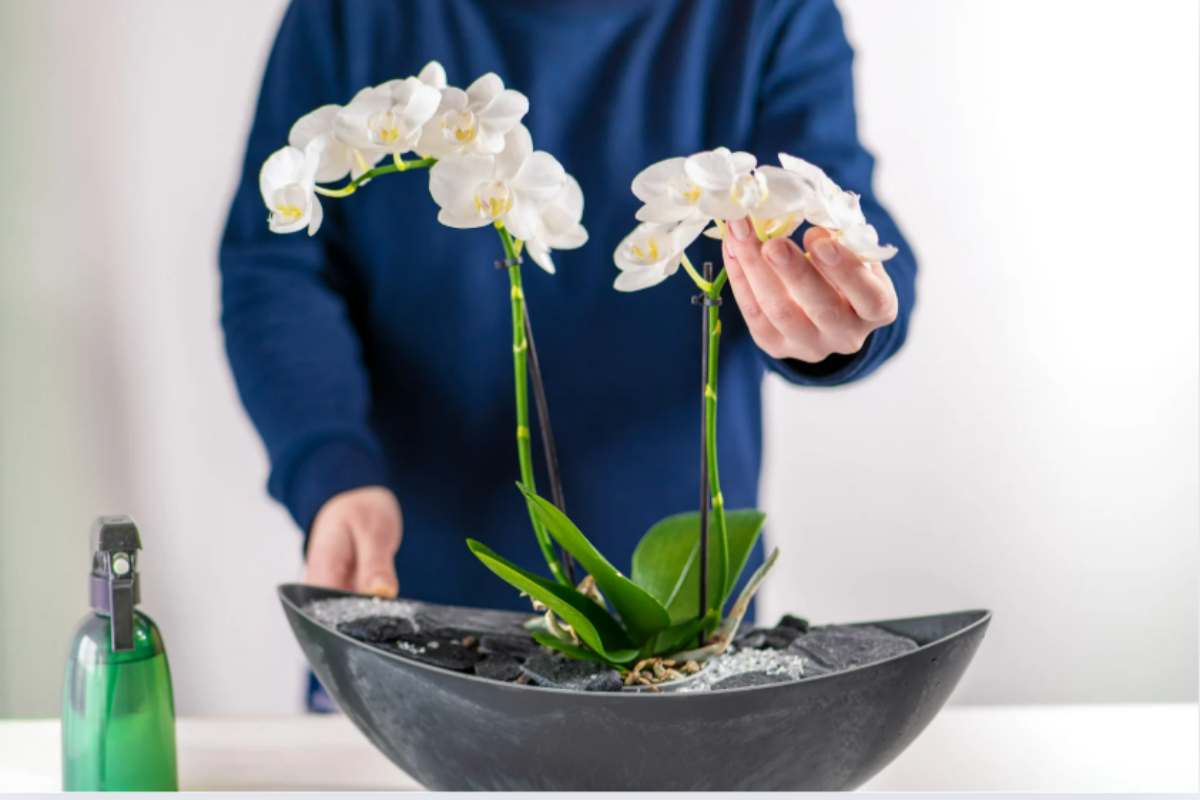 orchidee