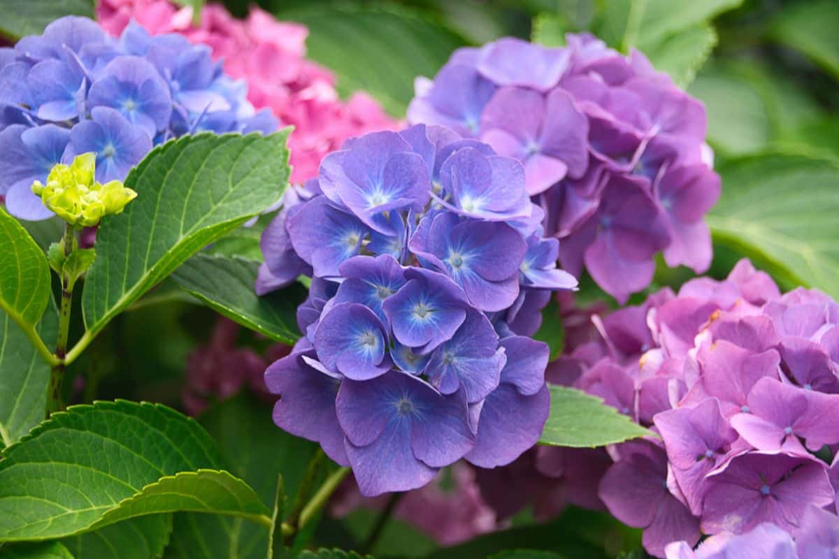 Cosa potare adesso a ottobre per un vaso di fiori che fiorirà senza sosta in primavera ortensie
