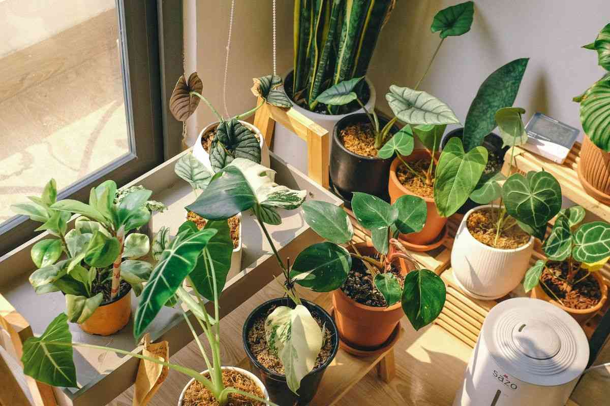 I 3 errori che fanno morire le piante in vaso ad ottobre: come salvarle con una mossa semplicissima piante vaso casa 2610 2025 casadistile.it