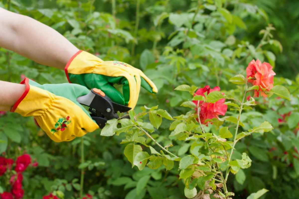 Ho sbagliato per 3 anni a potare le rose: ora uso questo trucco per azzerare il 50% della fatica invernale potare le rose