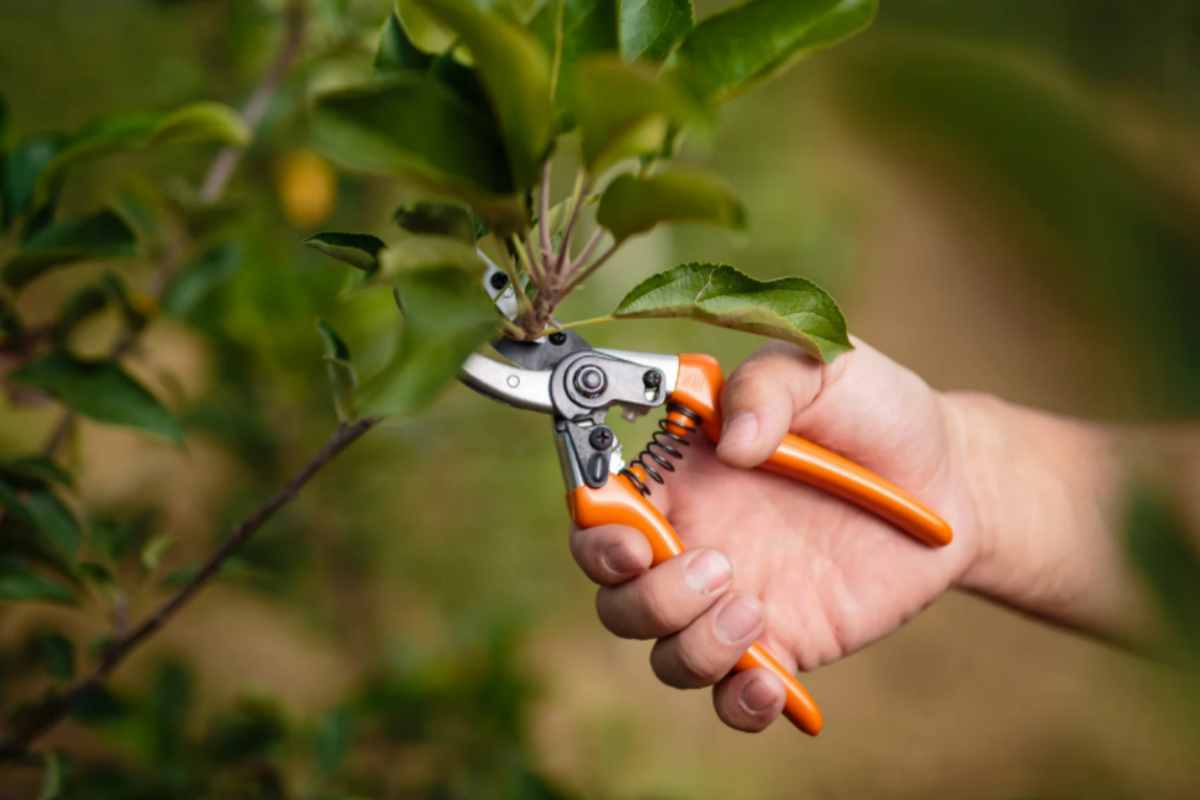 Cosa potare adesso a ottobre per un vaso di fiori che fiorirà senza sosta in primavera potatura piante