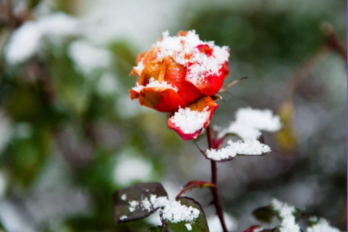 Dimentica la pellicola di plastica: una protezione geniale e semplice per le rose durante l'inverno, che le farà sbocciare ancora più belle in primavera rose inverno