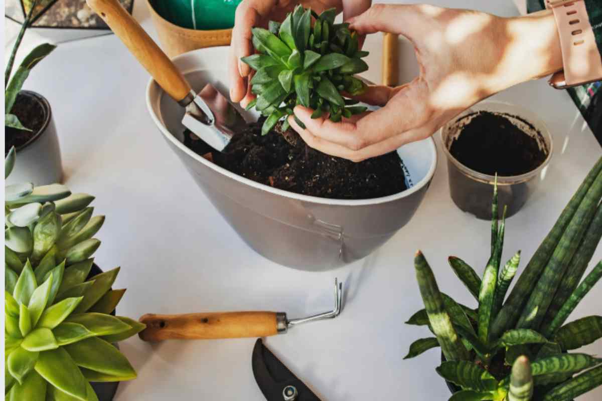 L'errore che tutti fanno con le piante grasse in autunno e che le uccide in 3 giorni terreno pianta grassa