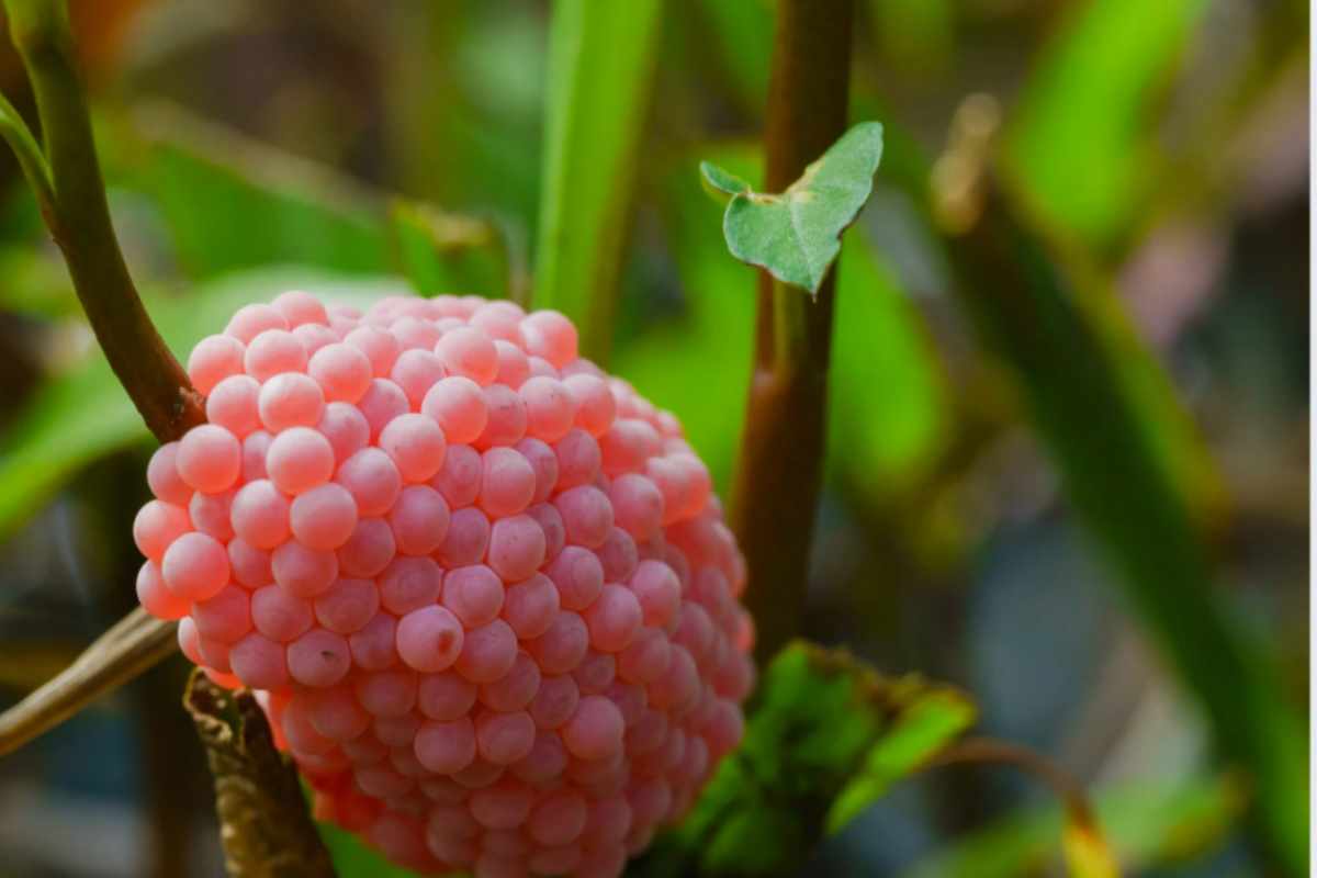 Arrivano nei giardini: queste piccole uova rosa devono mettervi in allerta e bisogna agire rapidamente uova rosa piante