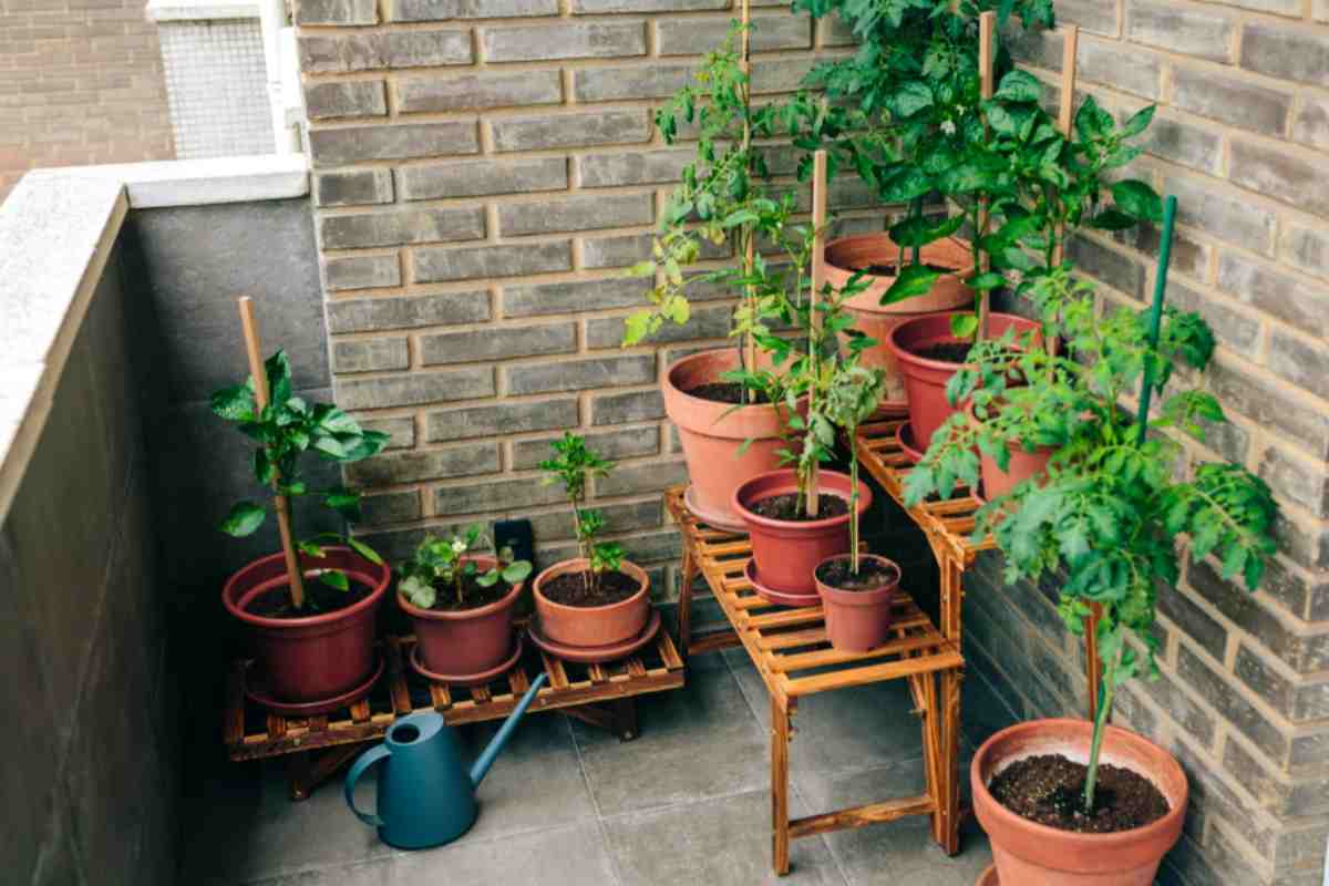 I 4 errori che devi evitare adesso se non vuoi che le tue piante da balcone muoiano col freddo piante da balcone
