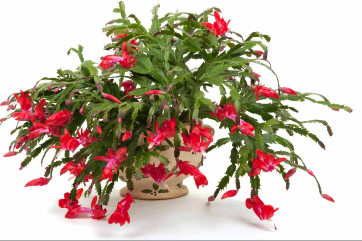 Facile cura del cactus di Natale: con quale frequenza annaffiarlo per una fioritura rigogliosa? cactus di Natale