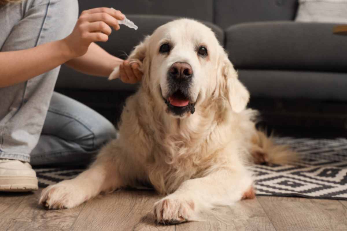 L'antiparassitario naturale per l'inverno: la ricetta semplice che non fa male al cane o al gatto. cane antiparassitario