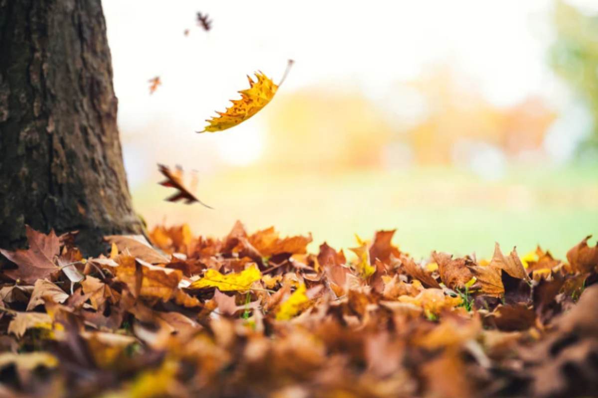foglie autunno