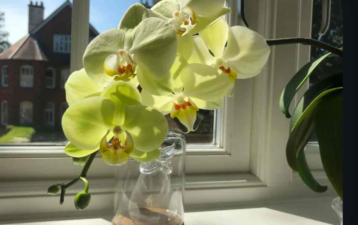 Scopri l'errore che ti fa morire l'orchidea in inverno: i 3 passaggi per salvarla dal termosifone orchidea casa