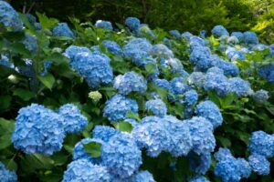 Ami le ortensie? Se esegui una potatura in maniera corretta e nel punto giusto fioriscono anche in autunno ortensie