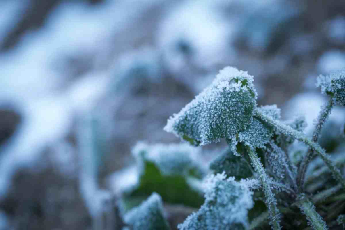La tua pianta sta morendo di freddo? Il trucco dello straccio caldo per proteggere i vasi in 1 minuto pianta freddo