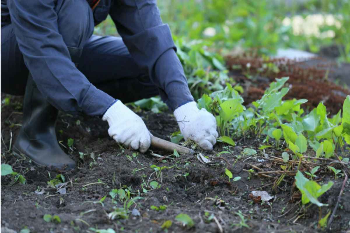 Ecco 3 piante resistenti che puoi piantare adesso a novembre per un giardino colorato in primavera piantare giardino