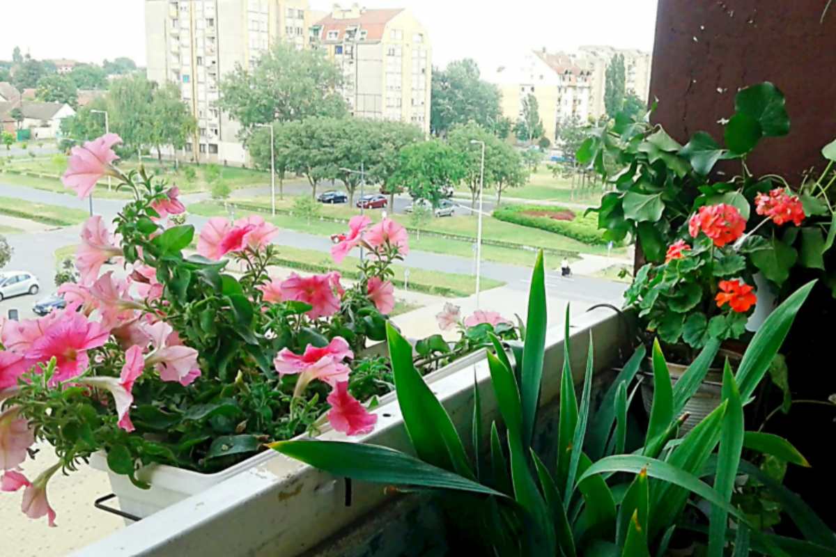 I 4 errori che devi evitare adesso se non vuoi che le tue piante da balcone muoiano col freddo piante da balcone maltempo