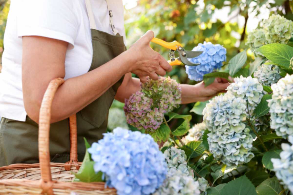 Testa o gambo? Ecco la potatura perfetta delle ortensie in autunno per una fioritura di successo potare ortensie