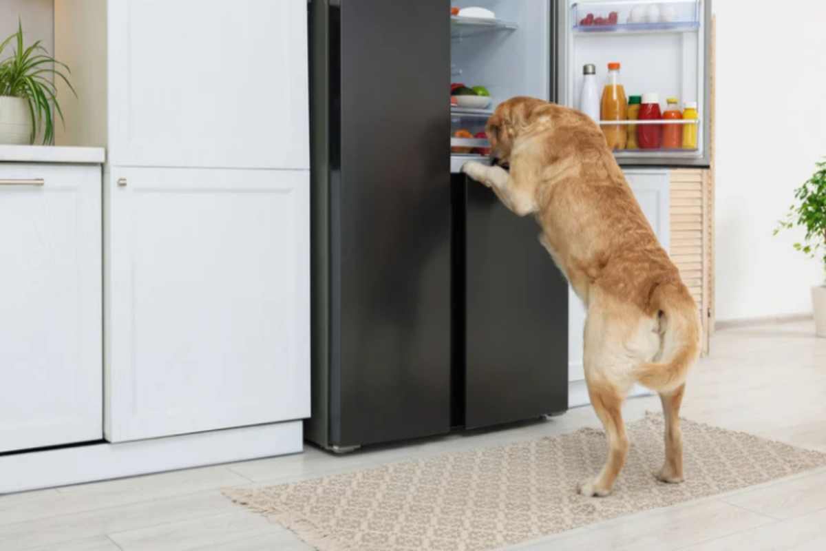 Occhio a non lasciare cibo in cucina se hai un cane: alcuni alimenti possono farlo stare malissimo, ecco i più pericolosi cane